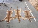 3 Mountain Lion Tanned Furs Taxidermy