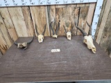 African Plains Game Skull Lot Taxidermy