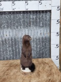 Mink Full Body Taxidermy Mount