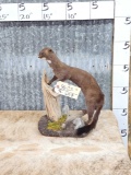 Mink Full Body Taxidermy Mount