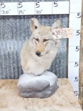 Coyote Bust Table Top Pedestal Taxidermy