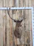 Chocolate Fallow Deer Shoulder Mount Taxidermy