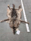 Big Alaskan Wolf Tanned Fur Taxidermy