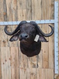 African Cape Buffalo Shoulder Mount Taxidermy