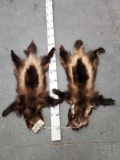 2 Wolverine Tanned Furs Taxidermy
