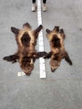 2 Wolverine Tanned Furs Taxidermy