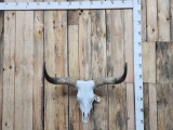 Longhorn Steer Skull Taxidermy