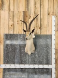 African Gazelle Shoulder Mount Taxidermy