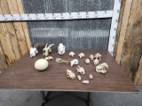 Miscellaneous Skull Lot