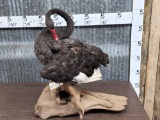 Black Swan Full Body Bird Taxidermy