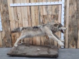 Canadian Wolf Full Body Taxidermy Mount