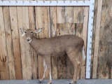 Whitetail Doe Full Body Taxidermy Mount