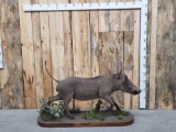 African Warthog Full Body Taxidermy Mount