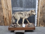 Alaskan Wolf Full Body Taxidermy Mount