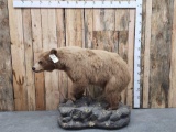 Blonde Phase Black Bear Full Body Taxidermy Mount