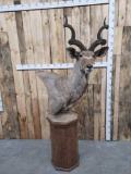 African Kudu Pedestal Mount Taxidermy