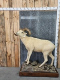 Alaskan Dall Sheep Full Body Taxidermy Mount