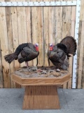 Dual Turkey Pedestal Mount Taxidermy