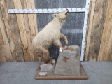 Color Phase Black Bear Full Body Taxidermy Mount