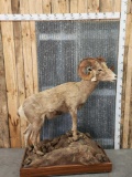 Bighorn Sheep Full Body Taxidermy Mount