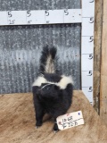 Skunk Full Body Taxidermy Mount