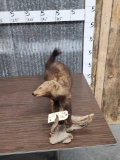 Fisher Cat Full Body Taxidermy Mount