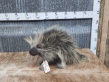 Porcupine Full Body Taxidermy Mount