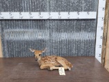 Whitetail Fawn Full Body Taxidermy Mount