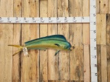 Vintage Mahi Mahi Reproduction Dolphin Fish Taxidermy