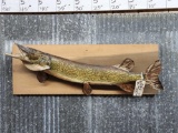 Northern Pike Real Skin Fish Taxidermy