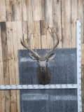 Reproduction Mule Deer Shoulder Mount Taxidermy