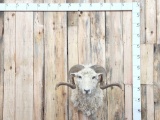 Merino Ram Sheep Shoulder Mount Taxidermy