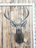 Reproduction Mulle Deer Shoulder Mount Taxidermy