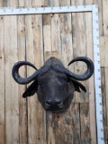 African Cape Buffalo Shoulder Mount Taxidermy