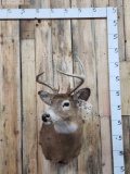 4x5 Whitetail Shoulder Mount Taxidermy