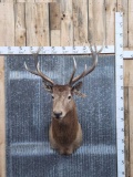 Red Deer Shoulder Mount Taxidermy