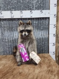 Raccoon Eating Candy Full Body Taxidermy Mount