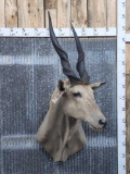 African Eland Shoulder Mount Taxidermy