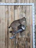 Bobcat On A Limb Full Body Taxidermy Mount