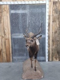 African Nyala Full Body Taxidermy Mount