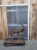 Indian Bkack Buck Full Body Taxidermy Mount