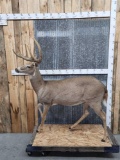 4x5 Whitetail Full Body Taxidermy Mount