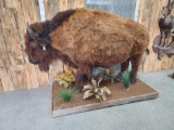 American Bison Buffalo Full Body Taxidermy Mount