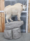 Mountain Goat Full Body Taxidermy Mount