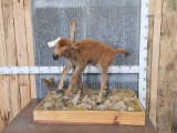 American Bison Buffalo Calf Full Body Taxidermy Mount