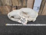 Alaskan Grizzly Bear Skull