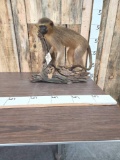 Female Vervet Monkey Full Body Taxidermy Mount