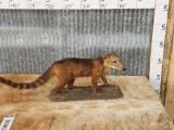 Coatimundi Full Body Taxidermy Mount