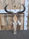 African Hartebeest Skull