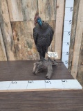 African Guinea Fowl Full Body Bird Taxidermy